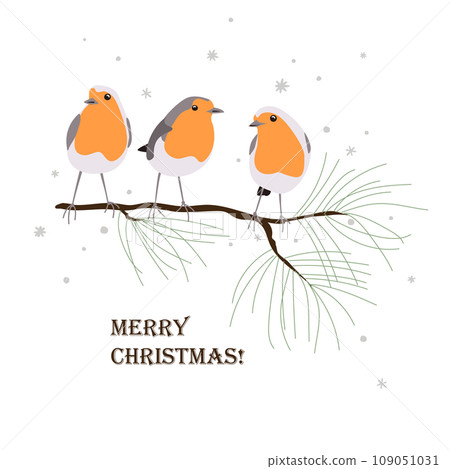 Three cute robin birds sitting on a pine brunch. Xmas cartoon isolated vector illustration 109051031