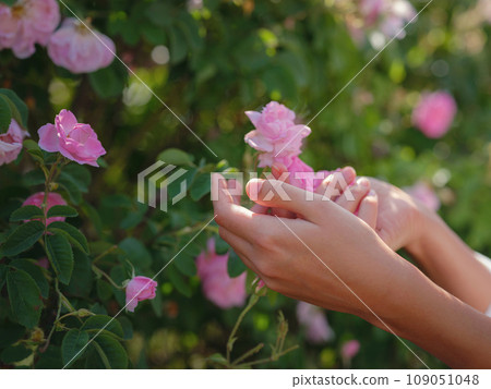 woman picking roses in Field of Damascena roses in sunny summer day . Rose petals harvest for rose oil perfume production. village Guneykent in Isparta region, Turkey a real paradise for eco-tourism. 109051048