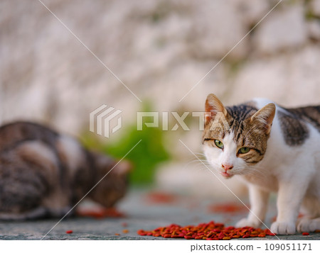 cats of Turkey, small resort town of Side with ancient Greek ruins. Homeless animals theme. cat eats food outside 109051171
