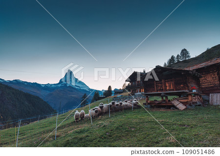 Matterhorn iconic mountain with Valais blacknose sheep and wooden hut on hill at Zermatt, Switzerland 109051486