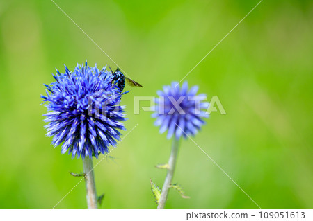 Higotai and Bluebee (Lurimon Hanabachi) Summer Higotai Park Uyamamura, Kumamoto Prefecture 109051613