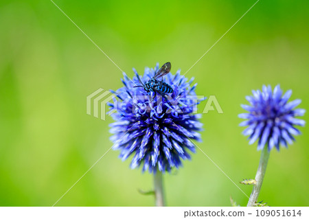 Higotai and Bluebee (Lurimon Hanabachi) Summer Higotai Park Uyamamura, Kumamoto Prefecture 109051614