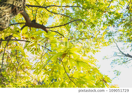 Autumn park, looking up at chestnut trees Autumn park, looking up at chestnut trees 109051729