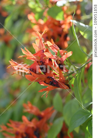 Ruttia Fulticosa Ruttia Fulticosa 109051858