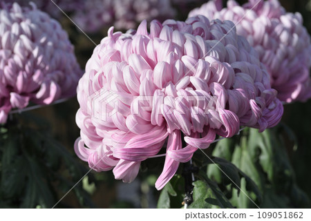 菊花(兼六香菊花) 菊花(兼六香菊花) 109051862