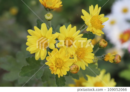 Yellow spray giku flowers blooming in the autumn garden Yellow spray giku flowers blooming in the autumn garden 109052066