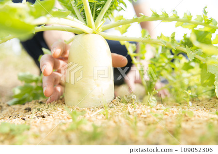 收穫蘿蔔 收穫蘿蔔 109052306