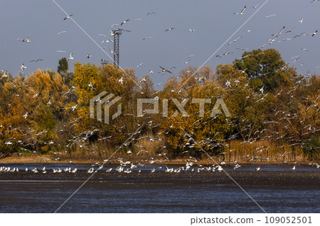 Many river gulls hunt fish in lakes, rivers, and canals. Seagulls fly over the water. Seagulls gracefully glide over the water's surface, their wings casting delicate shadows on the rippling waves. 109052501