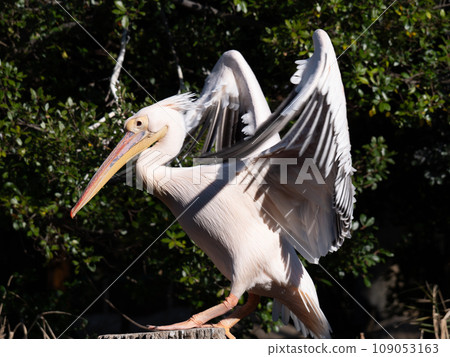 鵜鶘拍打翅膀 109053163