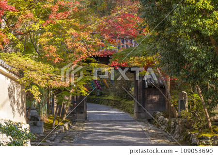 秋天的京都赤山禪院,山門被秋葉覆蓋 秋天的京都赤山禪院,山門被秋葉覆蓋 109053690