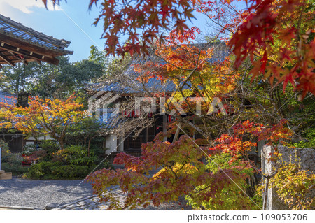 Kyoto, Akayama Zen-in in autumn, Honjido (Jizodo) surrounded by cold cherry blossoms and autumn leaves Kyoto, Akayama Zen-in in autumn, Honjido (Jizodo) surrounded by cold cherry blossoms and autumn leaves 109053706