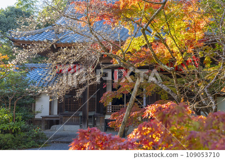 Kyoto, Akayama Zen-in in autumn, Honjido (Jizodo) wrapped in autumn leaves Kyoto, Akayama Zen-in in autumn, Honjido (Jizodo) wrapped in autumn leaves 109053710