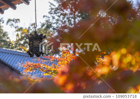 Kyoto, Akayama Zen-in Temple in autumn, hanging lanterns and autumn leaves in the worship hall 109053718
