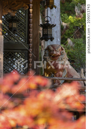 Kyoto, Akayama Zen-in in autumn, the main shrine covered in autumn leaves and the enshrined guardian dog 109053743