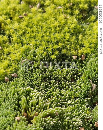 Moss 109053955