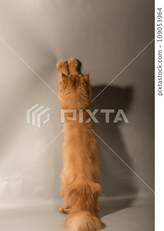 Persian Exotic cat is on gray background, back view. Cat is playing, it is standing on its hind paws Persian Exotic cat is on gray background, back view. Cat is playing, it is standing on its hind paws 109053964