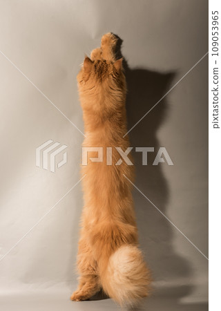 Persian Exotic cat is on gray background, back view. Cat is playing, it is standing on its hind paws Persian Exotic cat is on gray background, back view. Cat is playing, it is standing on its hind paws 109053965