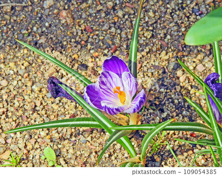 番紅花紫色花,鳶尾科球根花 番紅花紫色花,鳶尾科球根花 109054385