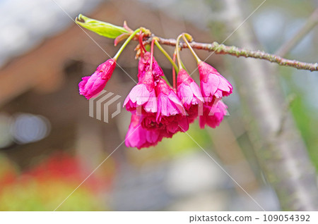 早春時,朝下綻放的花瓶形狀的「寒日櫻」。 早春時,朝下綻放的花瓶形狀的「寒日櫻」。 109054392