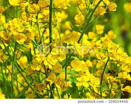春天盛開的黃色油菜花特寫 109054408