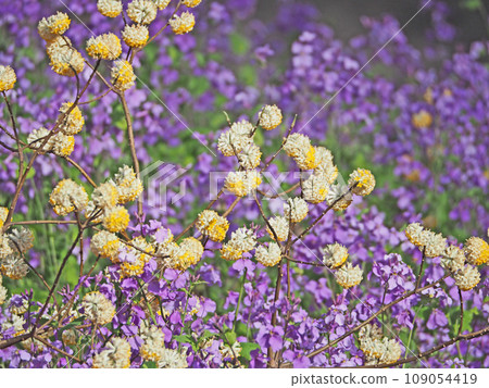 Flowers of the mitsumata family, which blooms in early spring, and purple flowers Flowers of the mitsumata family, which blooms in early spring, and purple flowers 109054419