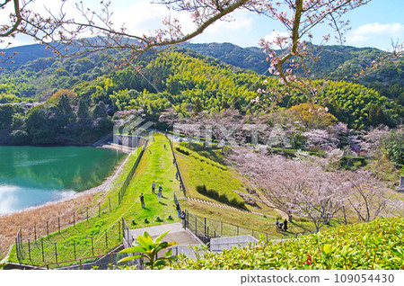 福岡縣北九州市小倉南區的櫻花名勝昭和池公園 福岡縣北九州市小倉南區的櫻花名勝昭和池公園 109054430