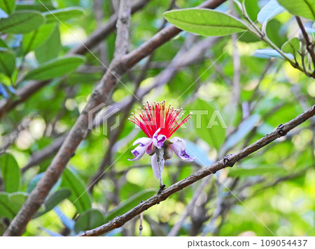 Exotic flowers of evergreen shrub feijoa Exotic flowers of evergreen shrub feijoa 109054437