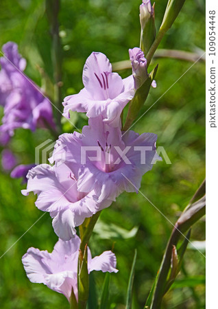 Lilac gladiolus with flowers arranged on straight stems 109054448