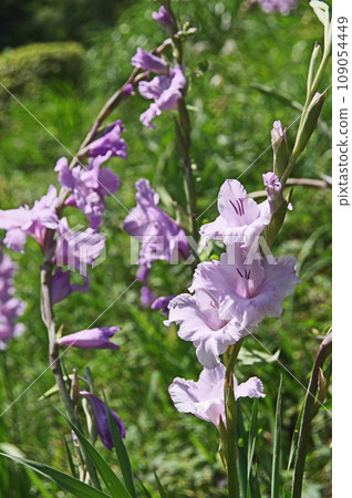 丁香劍蘭,花朵排列在直莖上 丁香劍蘭,花朵排列在直莖上 109054449