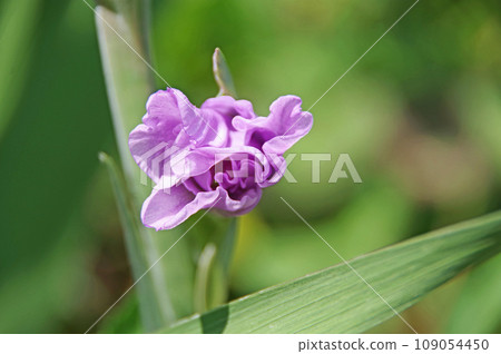 Light purple gladiolus buds blooming in the flower bed Light purple gladiolus buds blooming in the flower bed 109054450