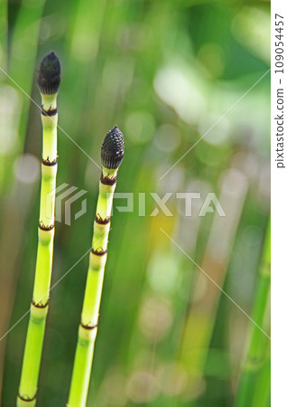 日式蕨類植物德草 109054457