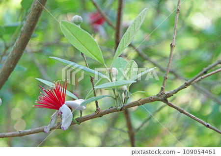 Feijoa，常綠灌木，開奇花異草 109054461
