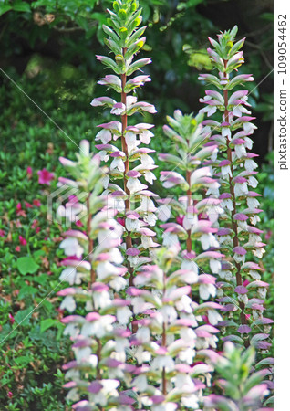 Acanthus morris, a large perennial plant with long plants Acanthus morris, a large perennial plant with long plants 109054462