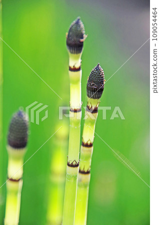 日式蕨類植物德草 109054464