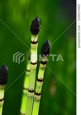 Japanese-style fern plant horsetail 109054465