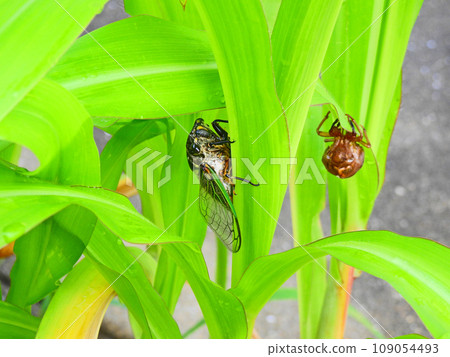 The insect cicada perches on the grass and the shed shell of a cicada nearby. The insect cicada perches on the grass and the shed shell of a cicada nearby. 109054493