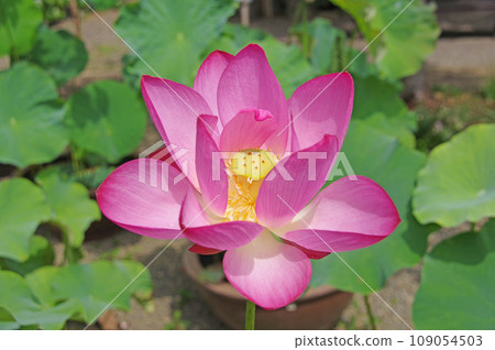 Beautiful large pink lotus flower Beautiful large pink lotus flower 109054503