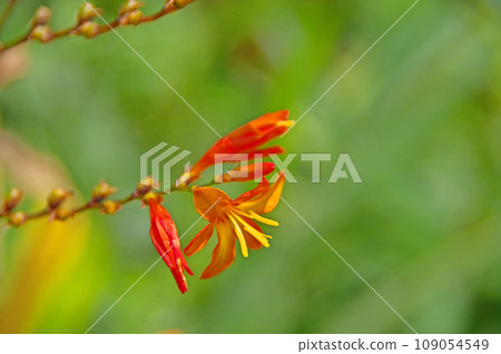 Croscomia close-up with bright orange flowers blooming in summer 109054549