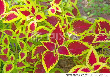 錦紫蘇,唇形科植物,其葉子可欣賞 錦紫蘇,唇形科植物,其葉子可欣賞 109054552