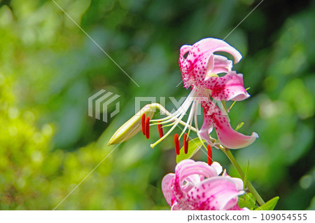 Lilium speciosum with a beautiful Kanoko pattern that blooms in summer Lilium speciosum with a beautiful Kanoko pattern that blooms in summer 109054555