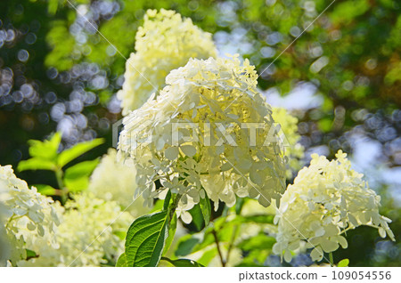 Noritsugi has white hydrangea-like conical flowers blooming at the tips of its branches in summer. Noritsugi has white hydrangea-like conical flowers blooming at the tips of its branches in summer. 109054556
