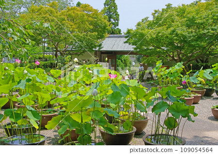 北九州市門司區白江植物園入口處種滿了盆栽蓮花 北九州市門司區白江植物園入口處種滿了盆栽蓮花 109054564
