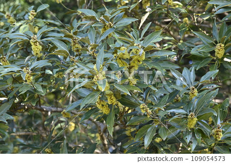 Yellow flowers of Shirodamo 109054573