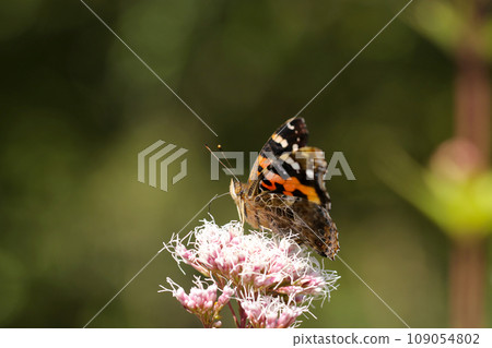 A red admiral butterfly sucking nectar from a Japanese laurel flower (natural light, macro lens close-up) 109054802
