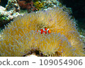 Clown anemonefish in sea anemone 109054906