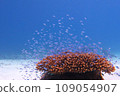 Coral and Debas damselfish 109054907