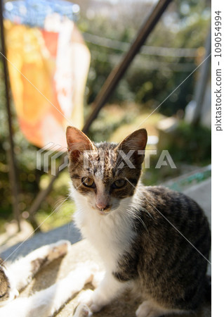 Skinny stray cat portrait 109054994