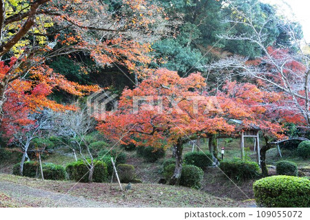 西溪公園秋葉 109055072