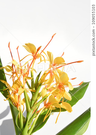 Ginger lily (flesh colored sand) 109055103