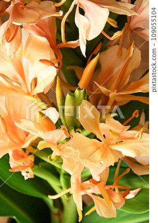 Ginger lily (flesh colored sand) Ginger lily (flesh colored sand) 109055104